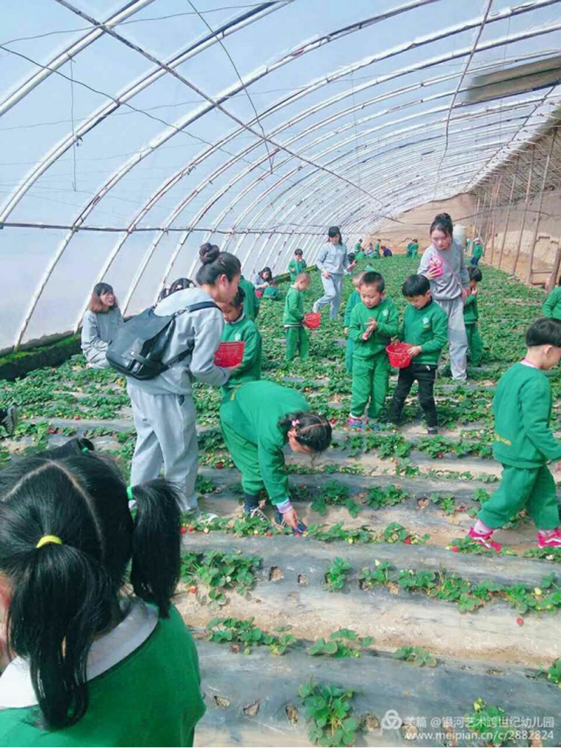青海省银河艺术跨世纪幼儿园：大家一起摘草莓