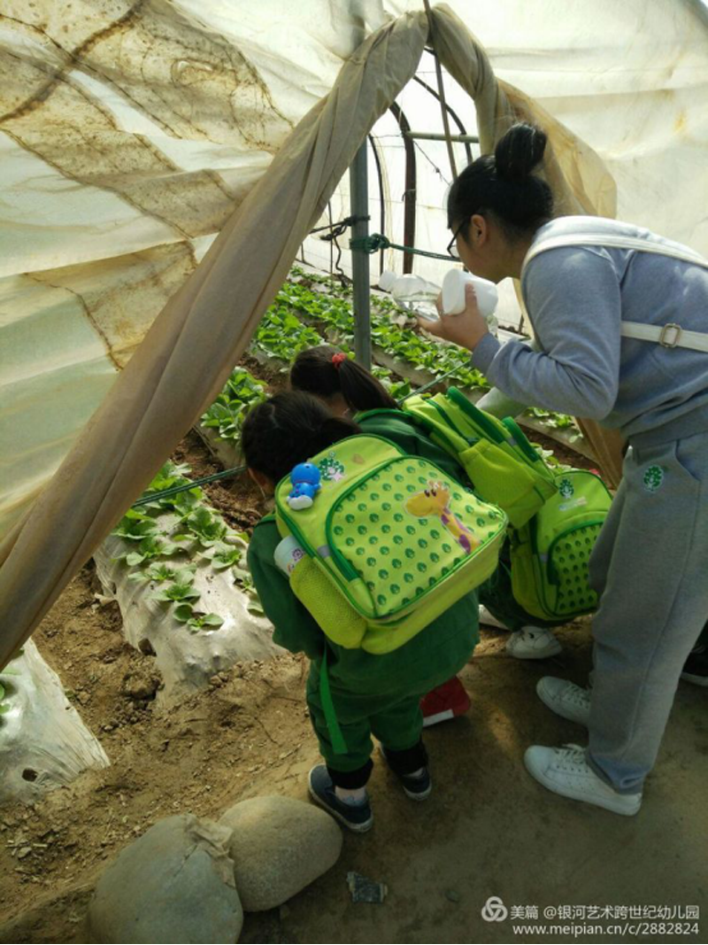 青海省银河艺术跨世纪幼儿园：大家一起摘草莓797.png